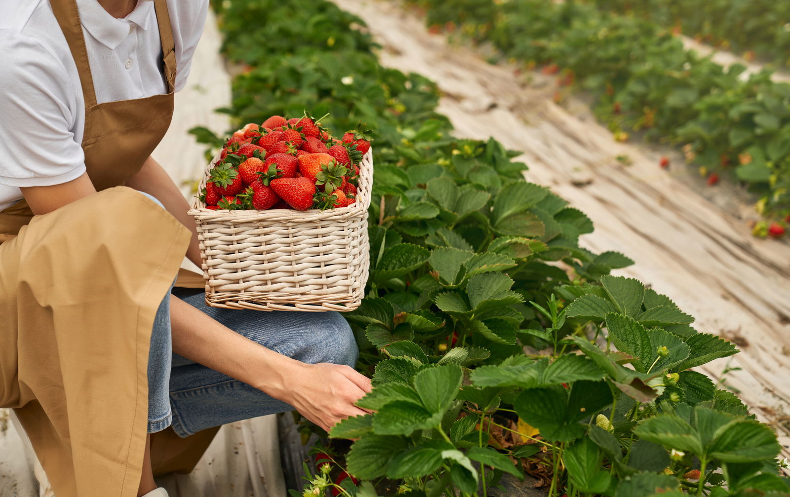 Eine Frau die Erdbeeren pflückt 