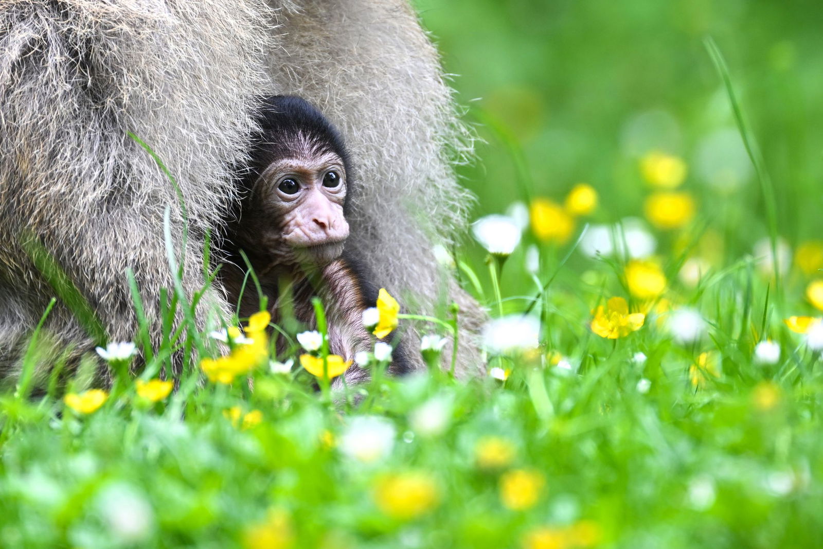 Noch zwei bis drei Affenbabys werden in Salem erwartet. 