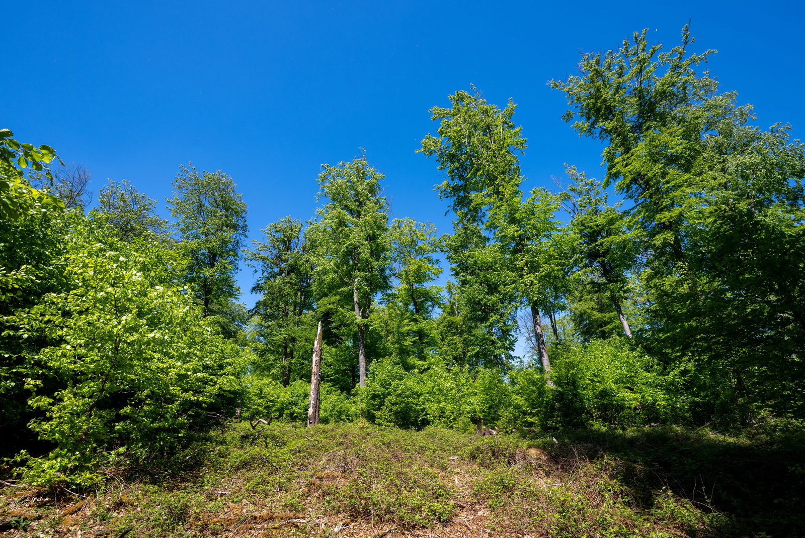 Die Buchen sind die Urwälder Deutschlands.