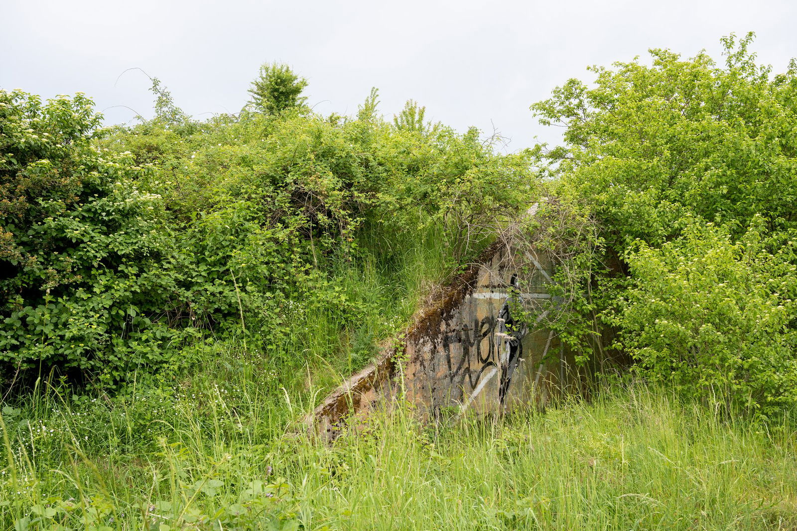 Der Ober-Olmer Wald ist von einem Militärstützpunkt zu einem Naturschutzgebiet geworden. (Archivbild)