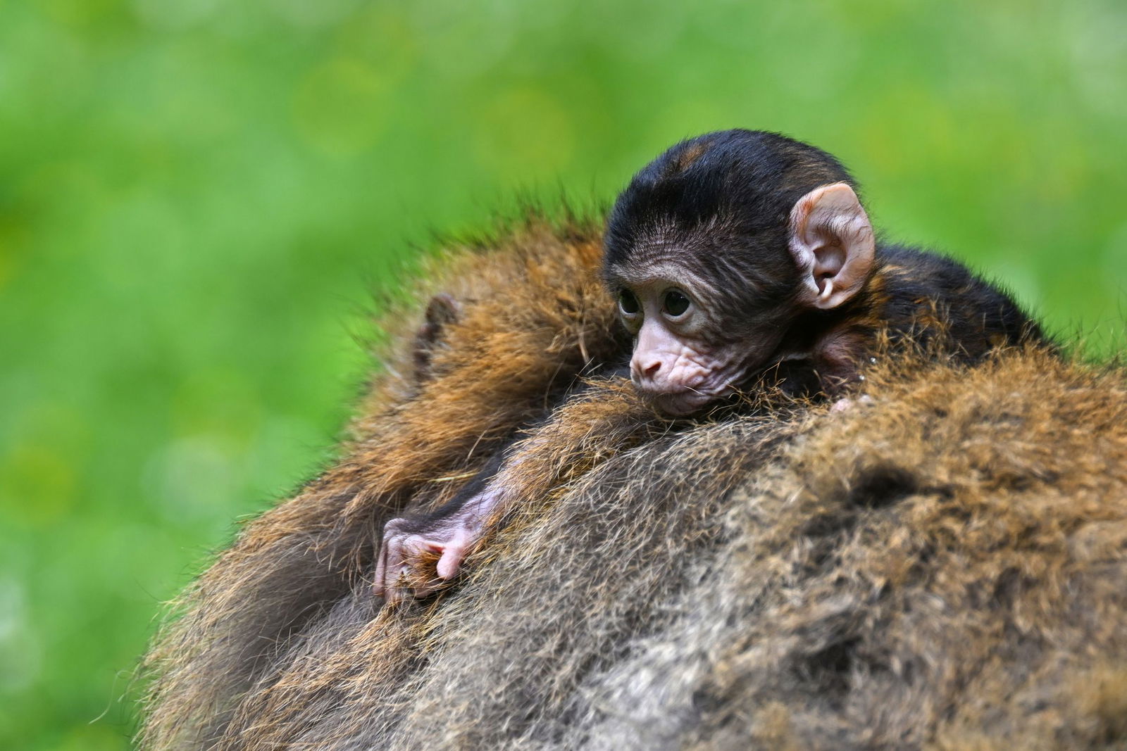 Berberaffen-Männchen kümmern sich liebevoll um den Nachwuchs - auch wenn nicht klar ist, ob es der eigene ist. 
