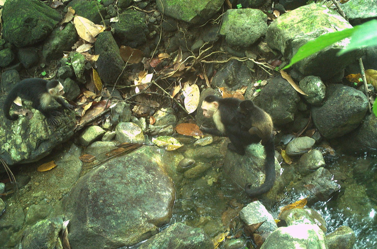 Influenzer "Joker" trägt ein Affenbaby und ein junger Kapuzineraffe schaut dabei zu.
