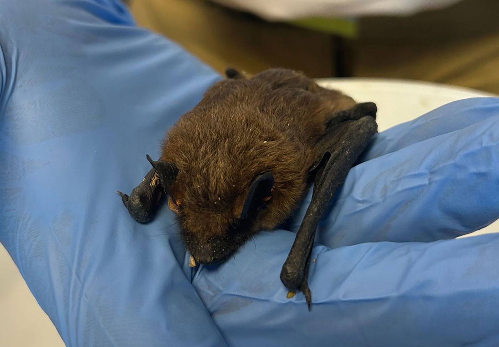 Eine hilflose Fledermaus haben Feuerwehrleute in Weinheim gerettet.