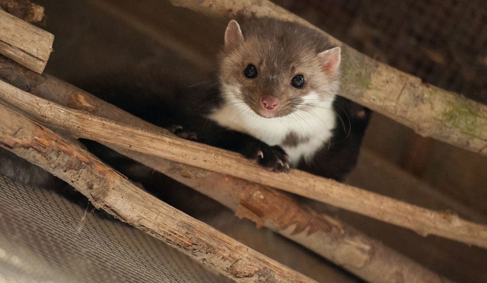 Marder verursachten Kurzschlüsse durch Verbiss an Kabeln. (Archivbild)