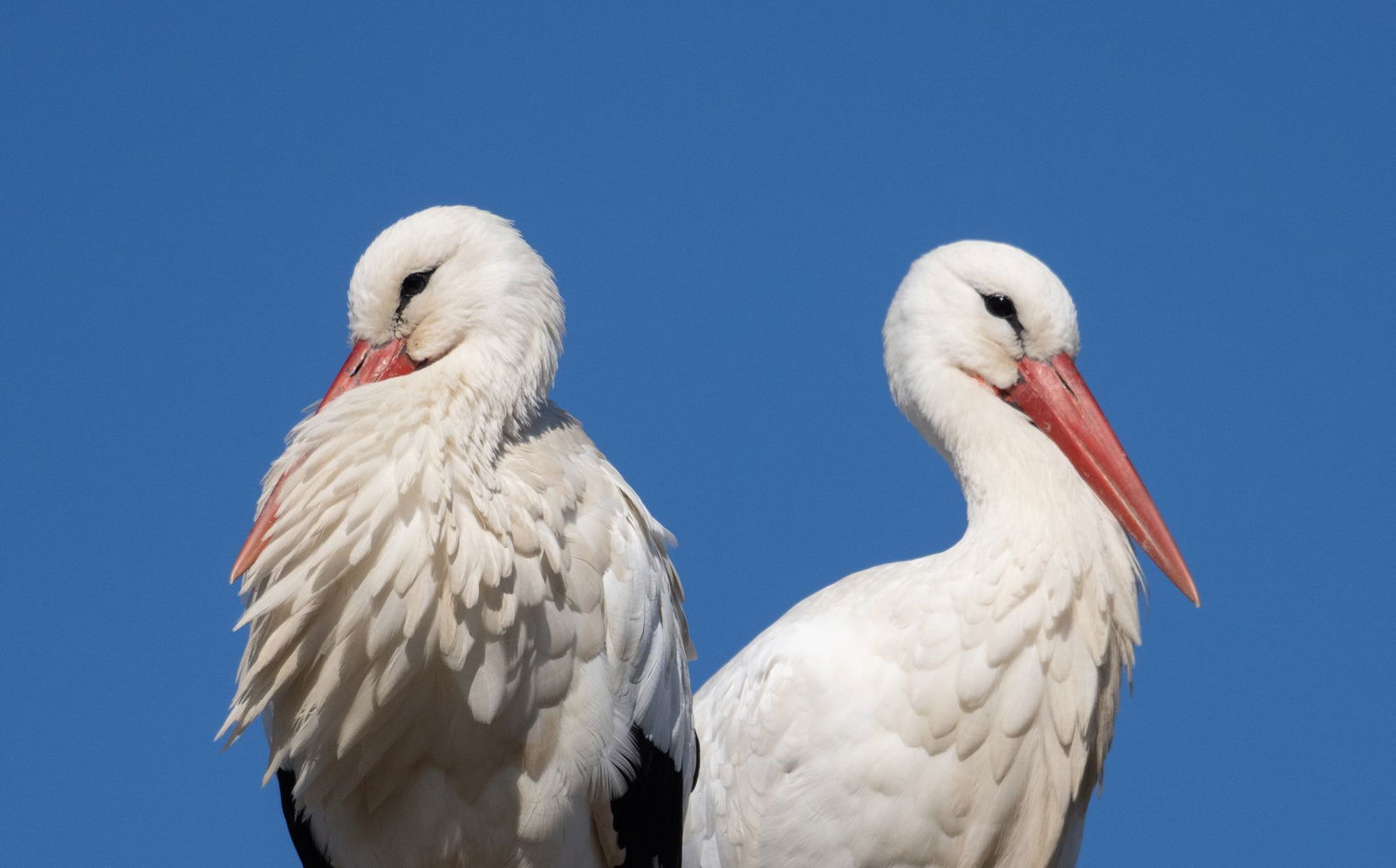 Gefährlich können vor allem Jungtieren auch Plastikteile oder Gummiringe werden, die mit Ernteabfällen vermischt und auf Feldern untergepflügt werden. Elterntiere verfütterten diese an ihren Nachwuchs. (Archivfoto) 