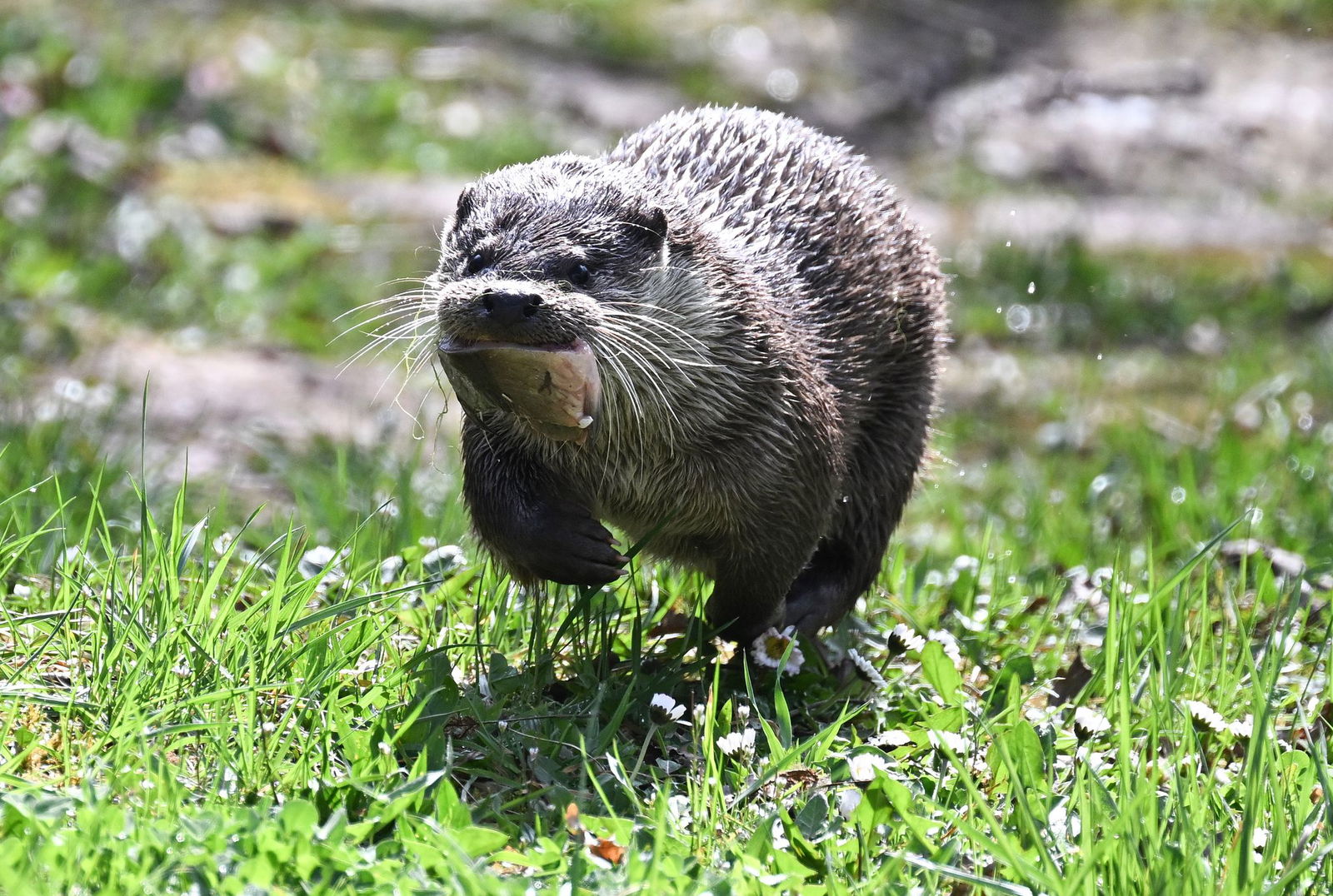 Der Fischotter kann pro Nacht Strecken von bis zu 20 Kilometern zurücklegen, zumeist entlang von Ufern. (Archivfoto). 