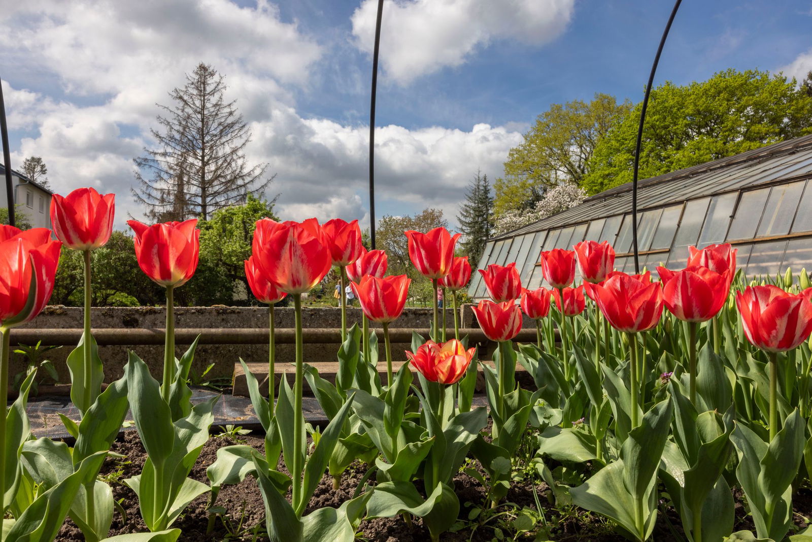 In einer Gärtnerei im Schwarzwald haben Unbekannte größere Schäden angerichtet. (Symbolbild)