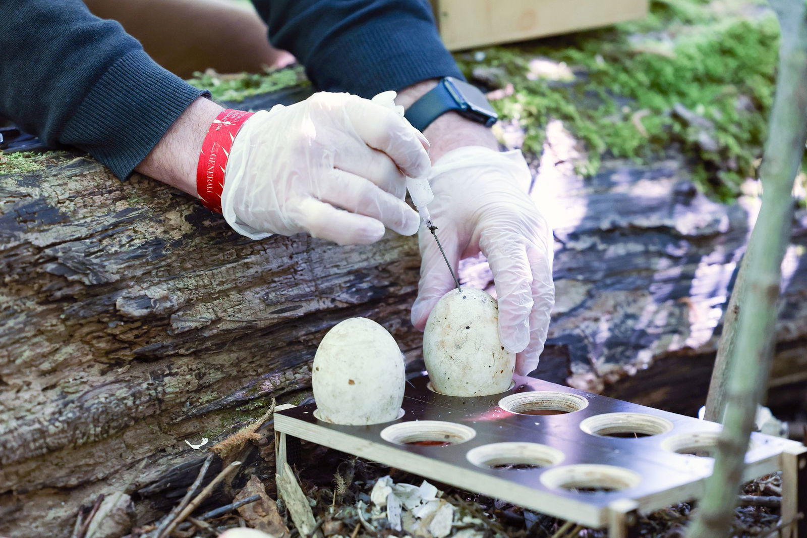 Das Vorkommen zum Beispiel der ursprünglich aus Afrika stammenden Nilgans ist seit 2017 stark gestiegen.