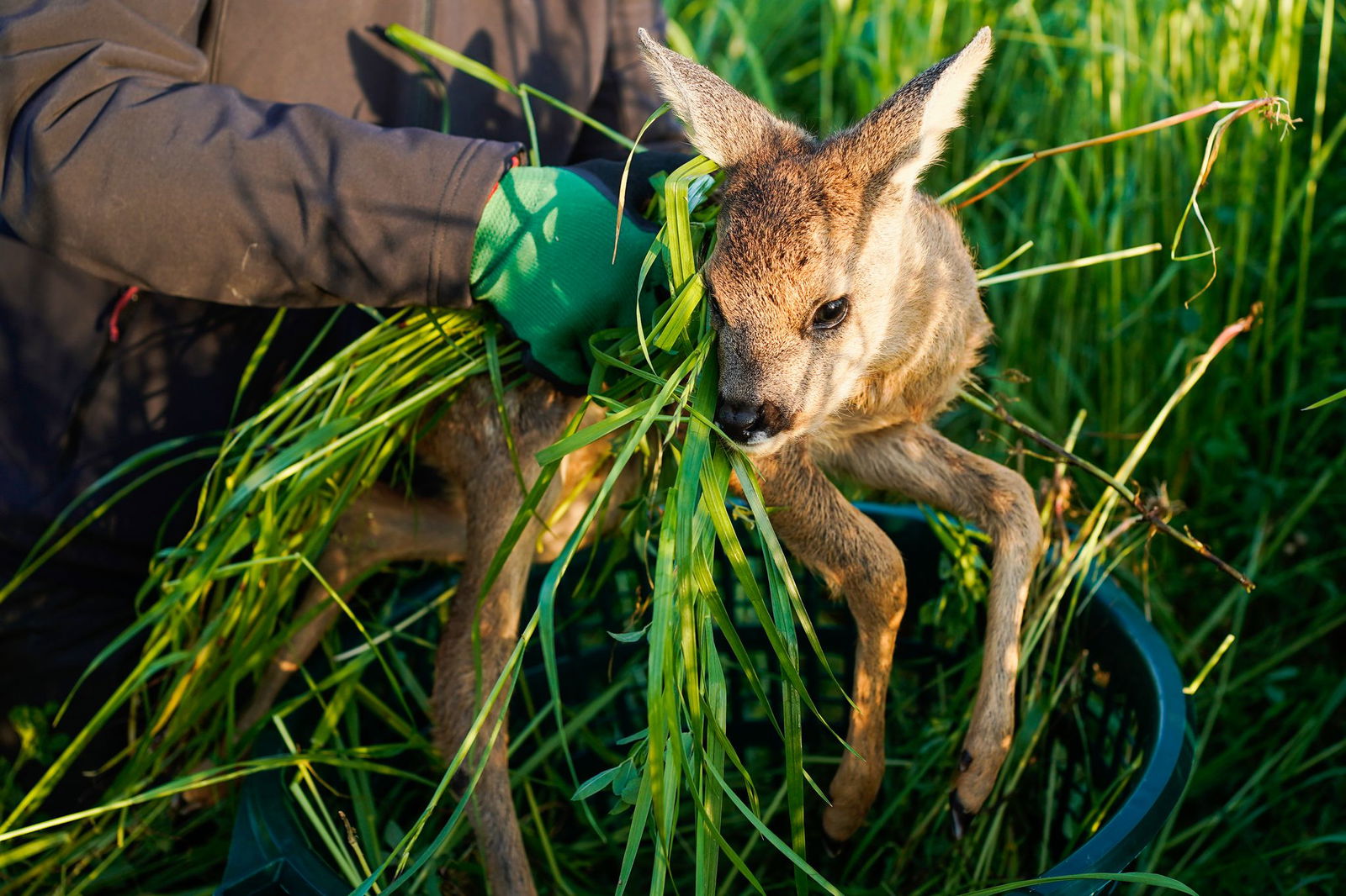 Rund 7.000 Kitze wurden 2024 in Rheinland-Pfalz gerettet. (Archivbild)