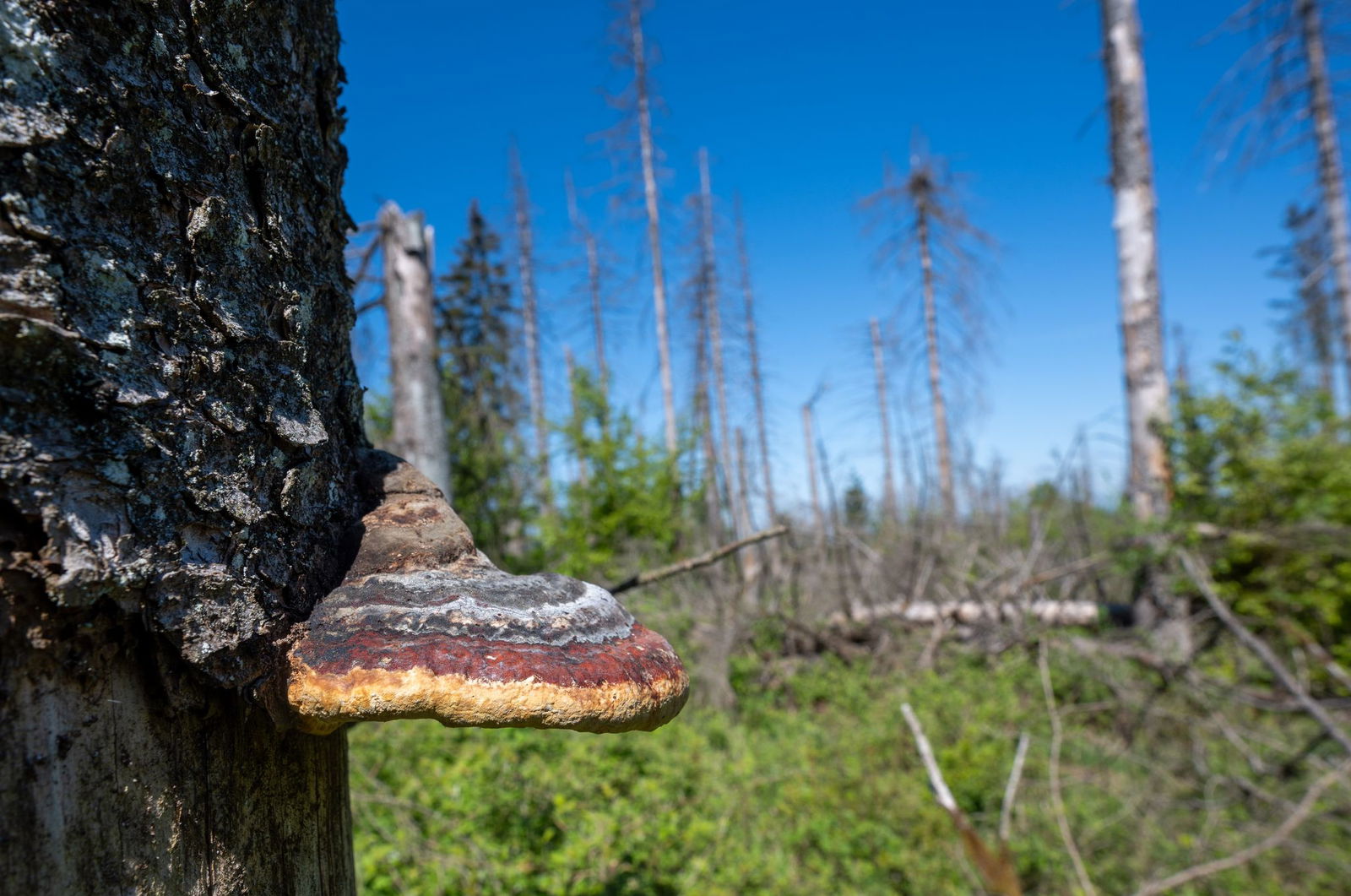 Das Totholz ist wichtiger Lebensraum für seltene Pilze, Käfer und andere Insekten.