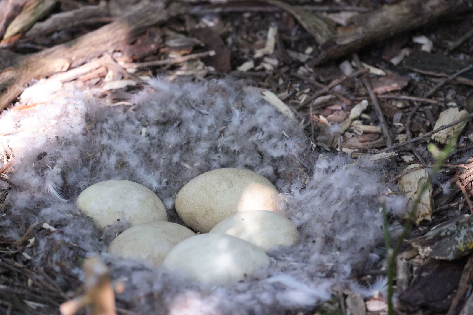 Die eingewanderte Kanadagans kommt in Deutschland auf 8.500 bis 14.500 Brutpaare.