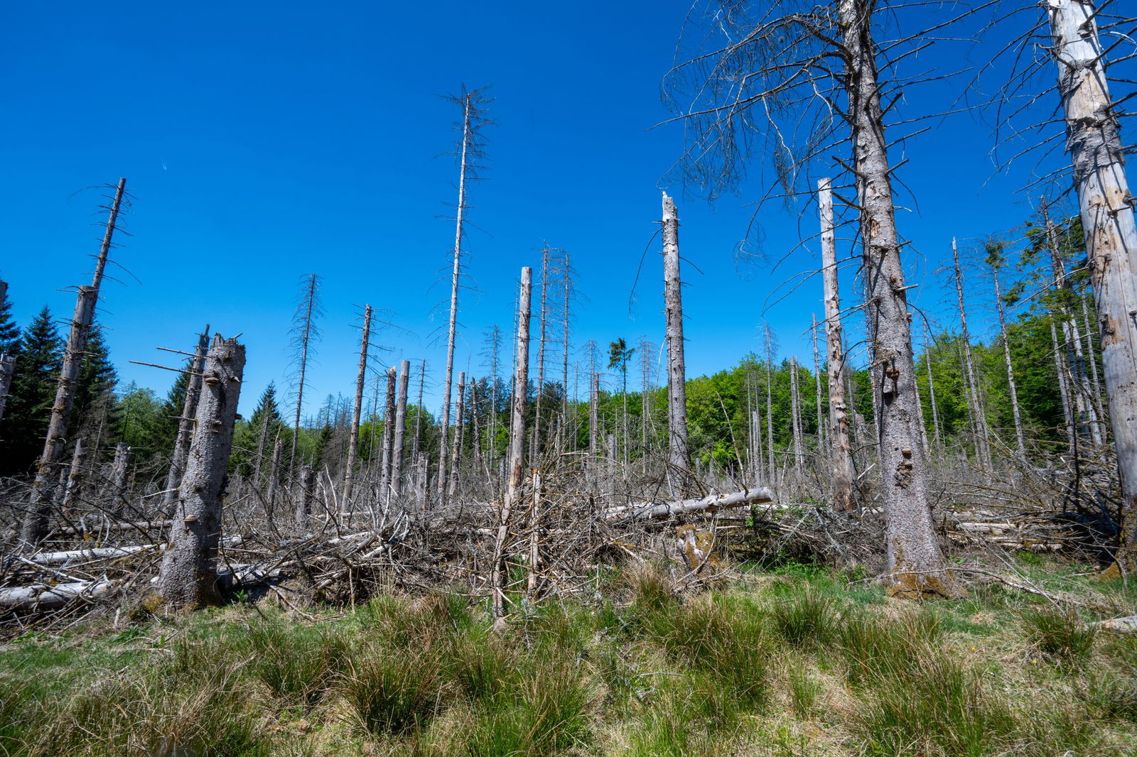 Von anfangs 3.000 Hektar Fichtenwäldern sind noch 1.000 Hektar übrig geblieben.
