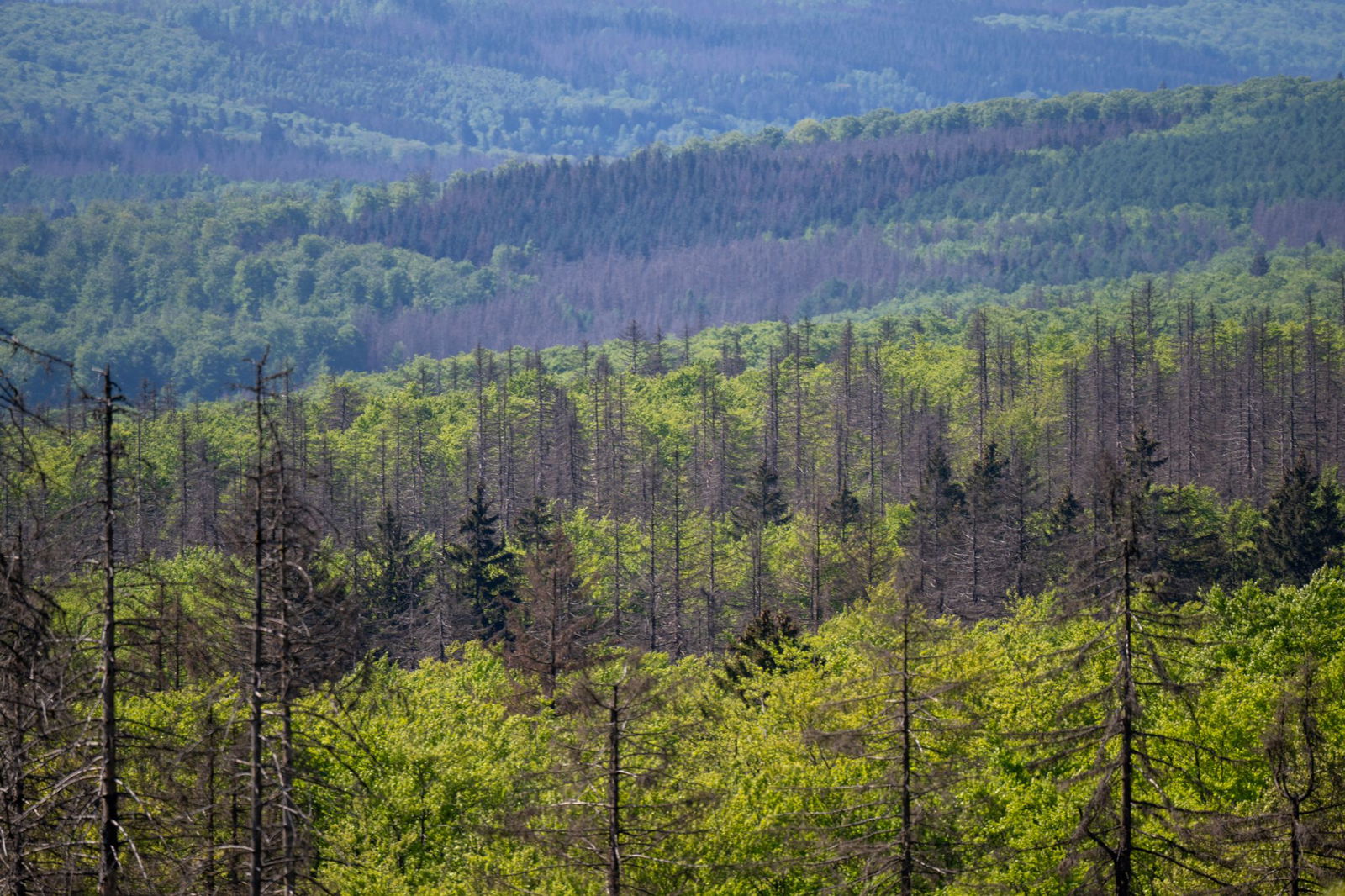 Die Buchen holen ihr Territorium zurück.