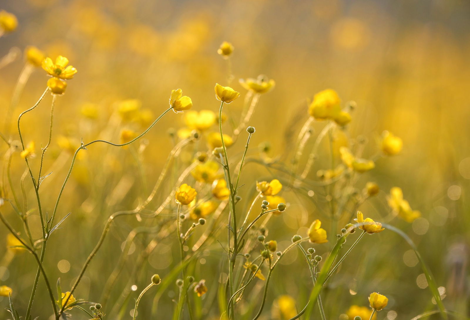 Die Sonne kommt am Maiwochenende (Foto-Aktuell)