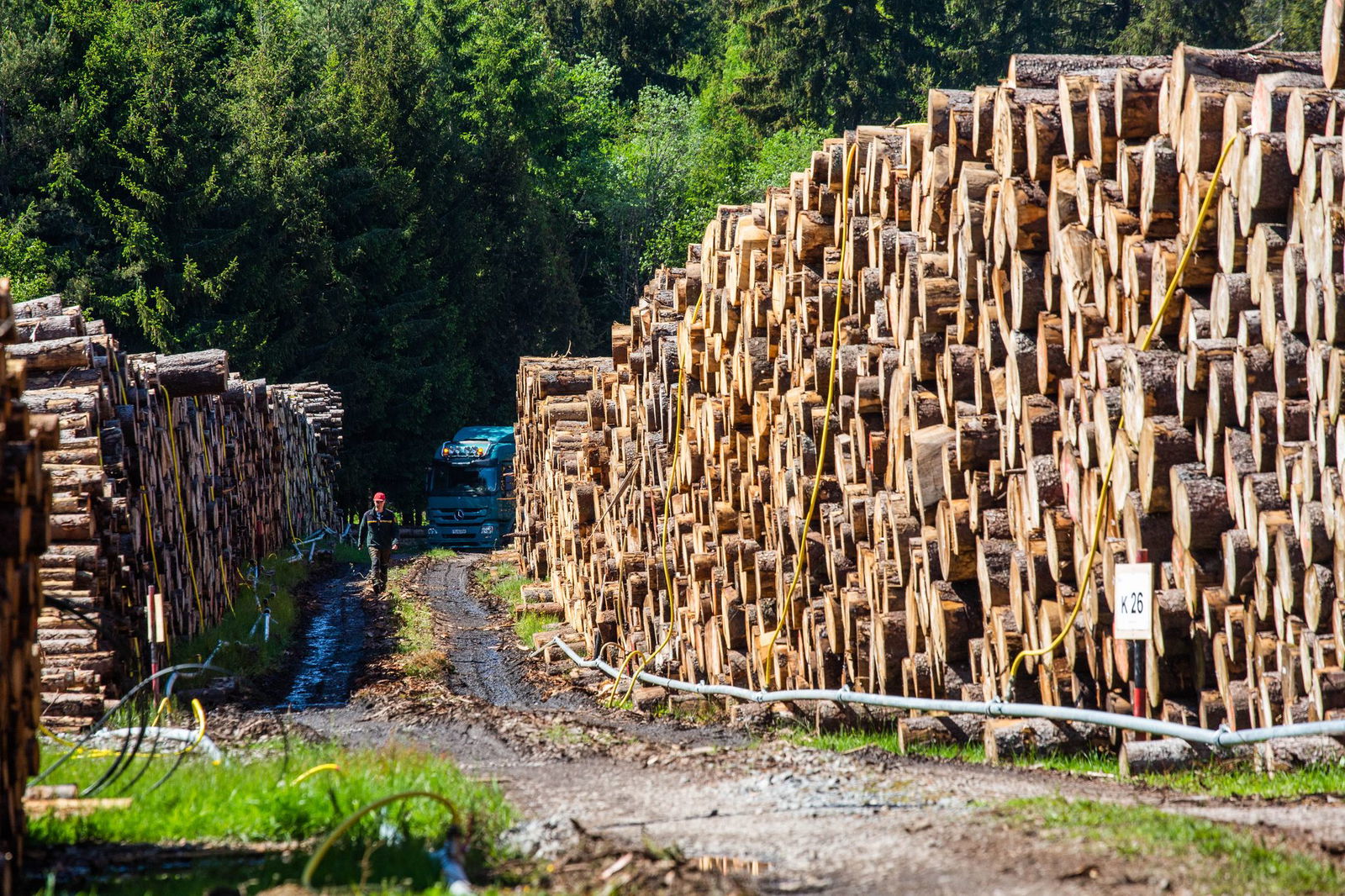 Viele Bäume mussten wegen Schäden gefällt werden - zum Beispiel durch den Borkenkäfer. (Archivbild)
