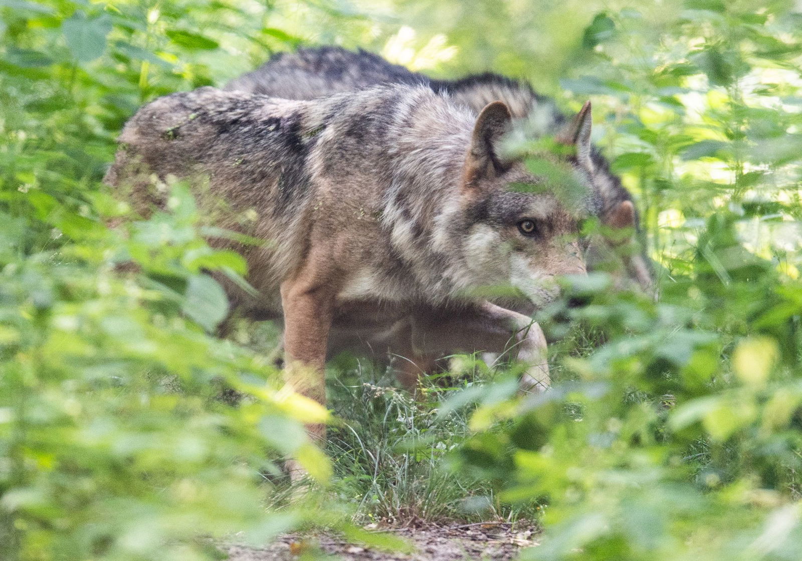 Vier Wolfsrudel gibt es aktuell in Rheinland-Pfalz. (Archivbild)