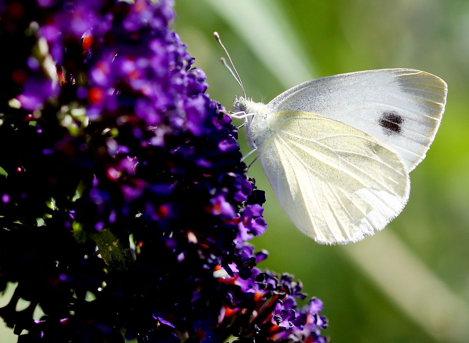 Er flattert gegen den Trend: Als weniger anspruchsvolle, wärmeliebende Art konnte der Karstweißling den Fachleuten zufolge aufgrund des Klimawandels neu nach Baden-Württemberg einwandern und breitet sich derzeit rasch aus. (Archivbild)