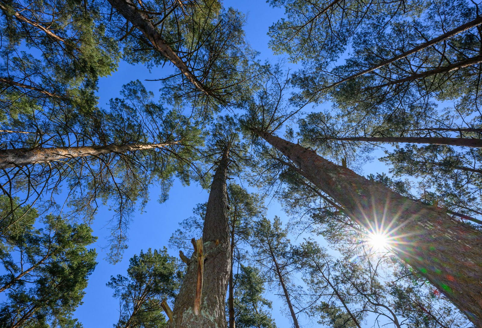 Mit zunehmender Trockenheit steigt die Waldbrandgefahr. (Symbolbild)