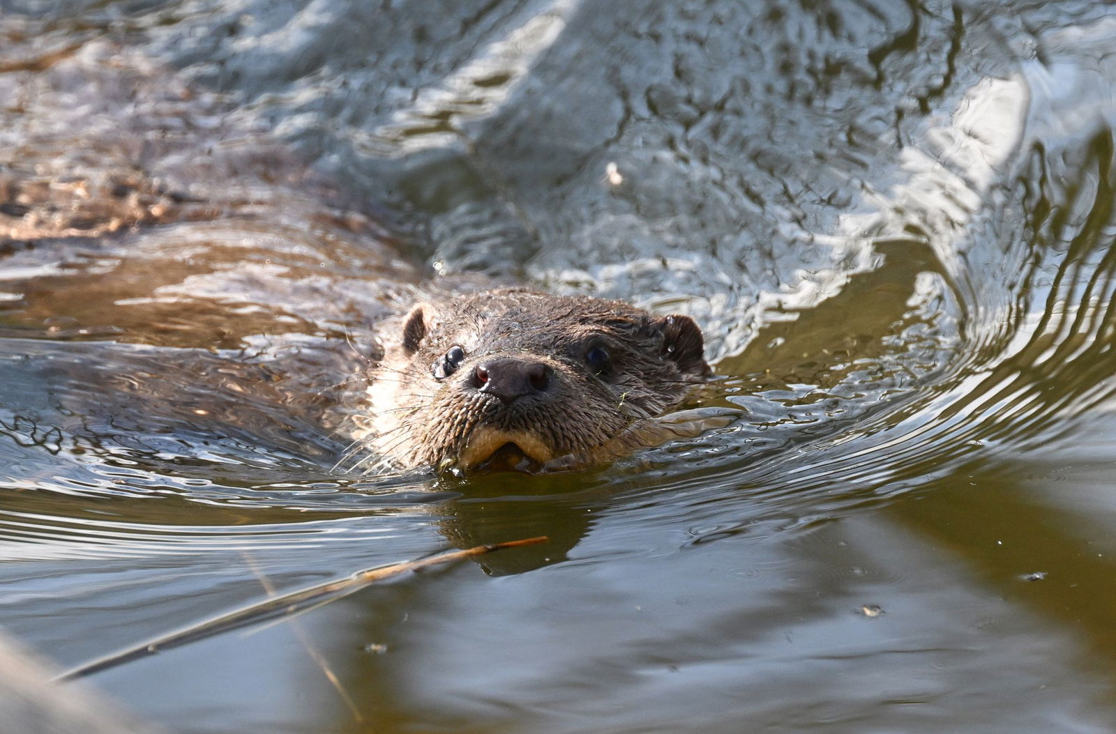 Schwimmt der Fischotter bald wieder häufiger in rheinland-pfälzischen Gewässern? (Archivfoto)