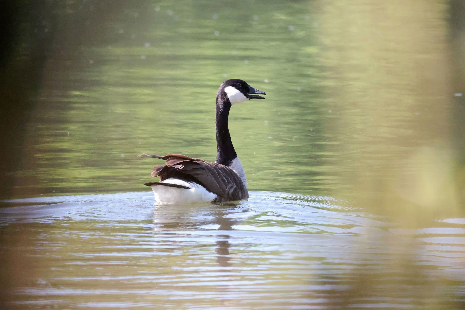 Die Kanadagans ist eine große, schwanenähnliche Gans.