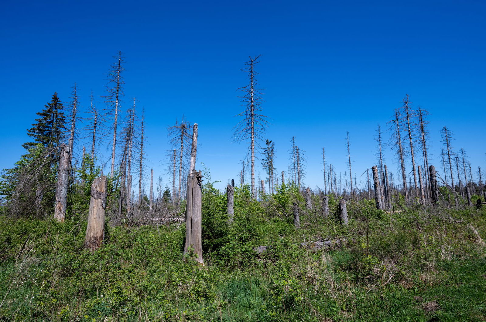 Der Wald ist im Umbruch - aus dem alten Wald entsteht ein neuer Wald.