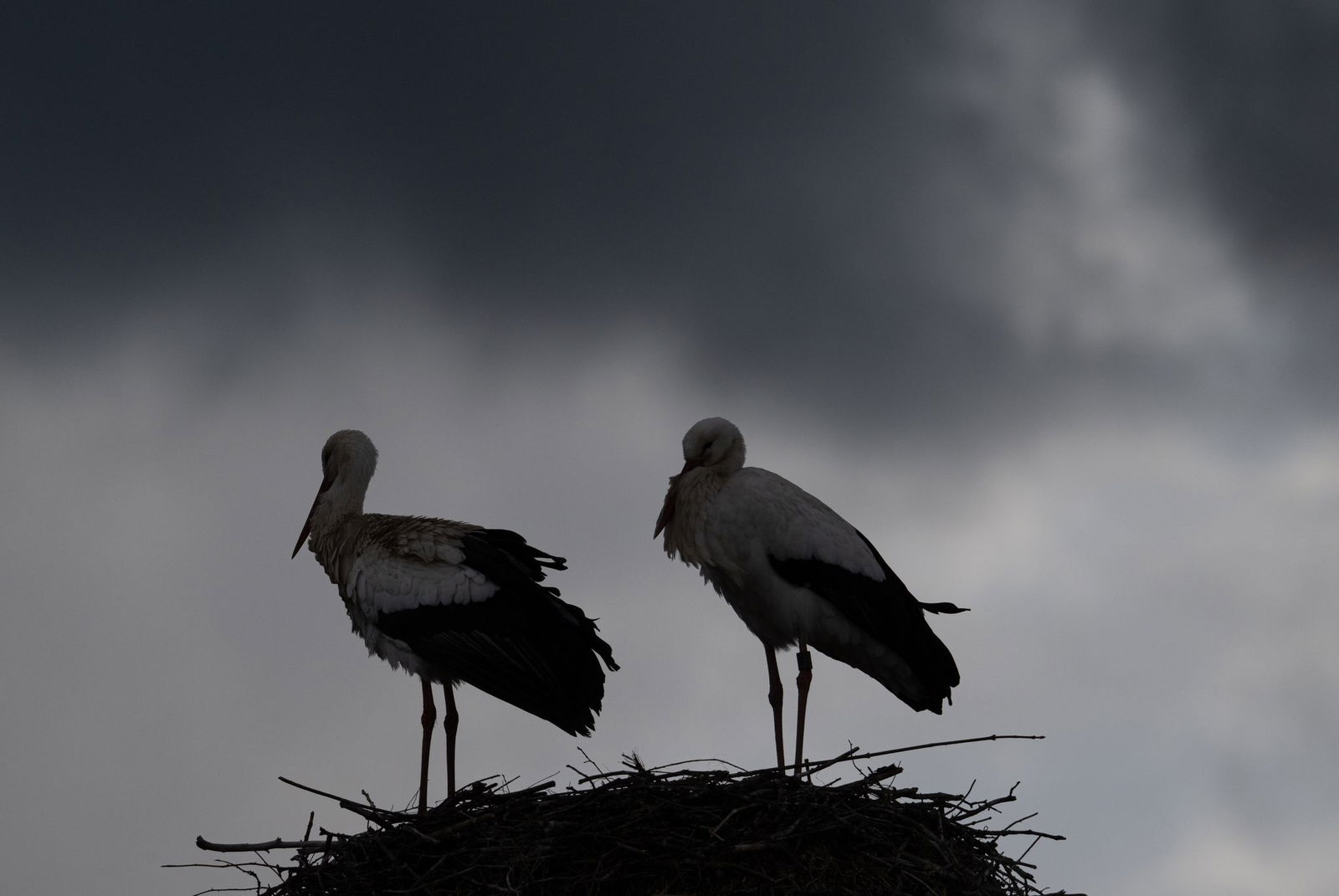 Der Bruterfolg bei den Weißstörchen unterliegt starken Schwankungen. (Archivfoto)