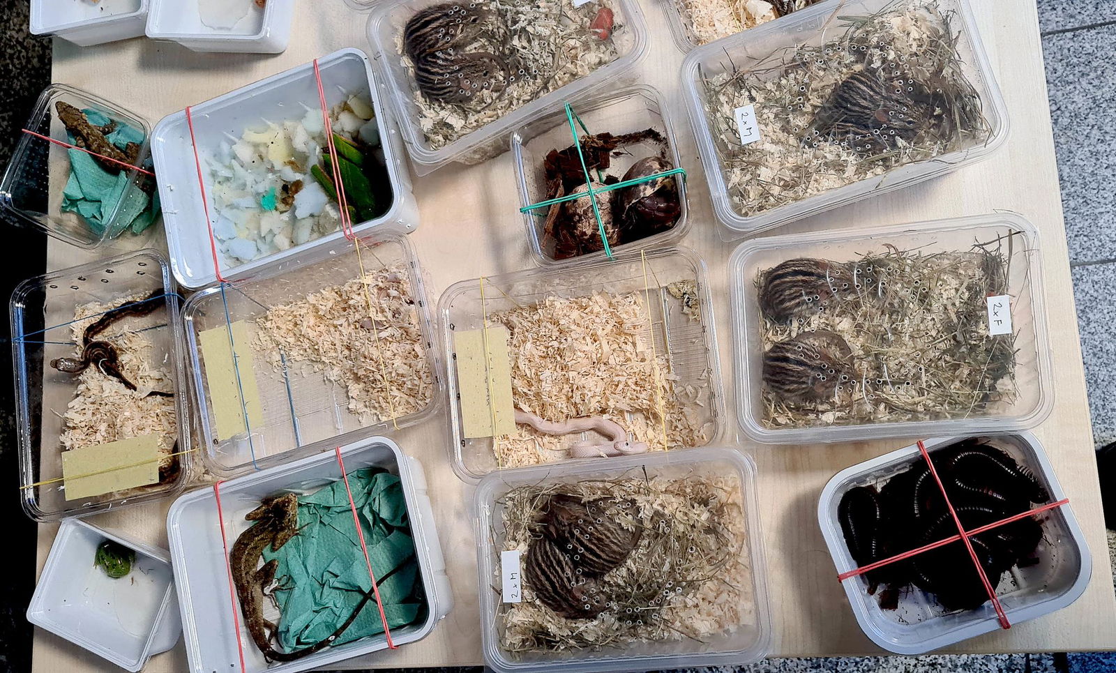 Unter den fast 50 Tieren befanden sich 16 Schlangen. 