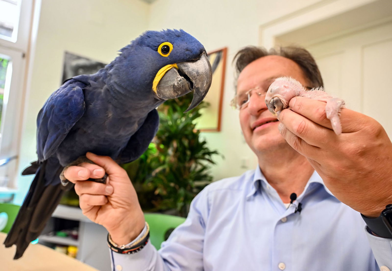 Ein kleiner und ein großer Ara: Beide hält Zoodirektor Reinschmidt auf der Hand.