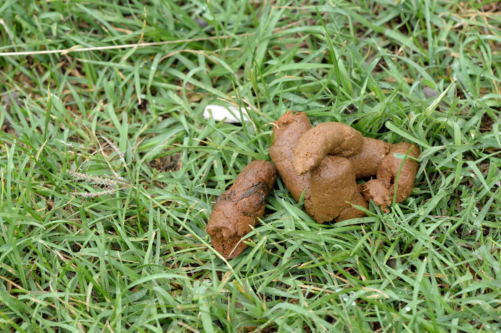 Hundekot ist auf einem Auto gelandet, das unter einer Autobahnbrücke fuhr. (Symbolbild).
