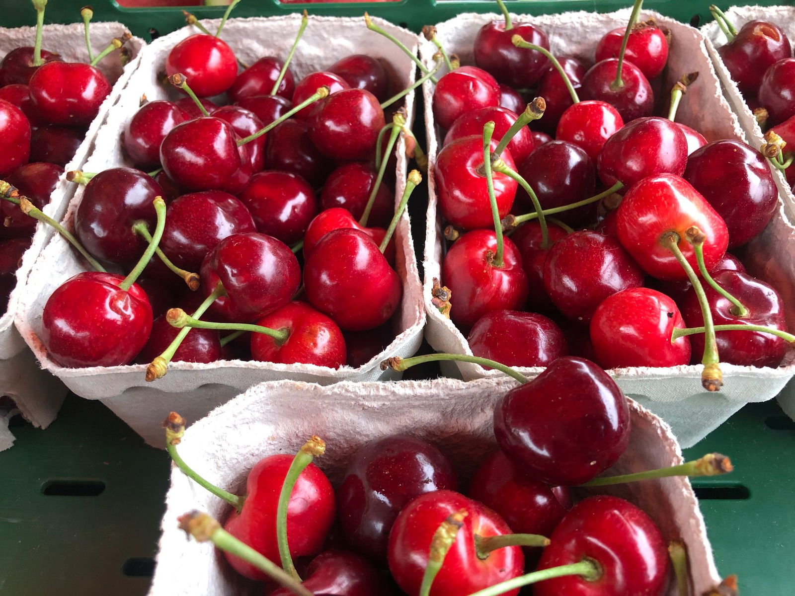 In der Ortenau um Offenburg wird bereits Kirschen geerntet. 