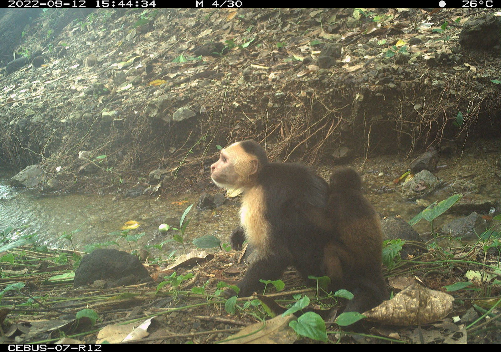 Mehrere junge Männchen haben das Verhalten übernommen, Affenbabys zu verschleppen und herumzutragen.