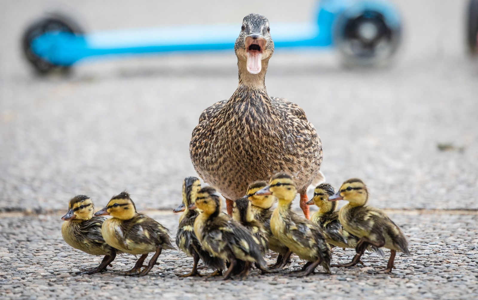 Die Brutzeit bei einigen Enten beginnt etwa Mitte März, die Küken schlüpfen dann im April oder Mai. (Archivbild)