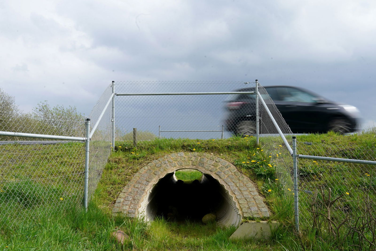 In Schleswig-Holstein wird zum Schutz der Tiere auch auf Tunnel gesetzt. (Archivfoto)