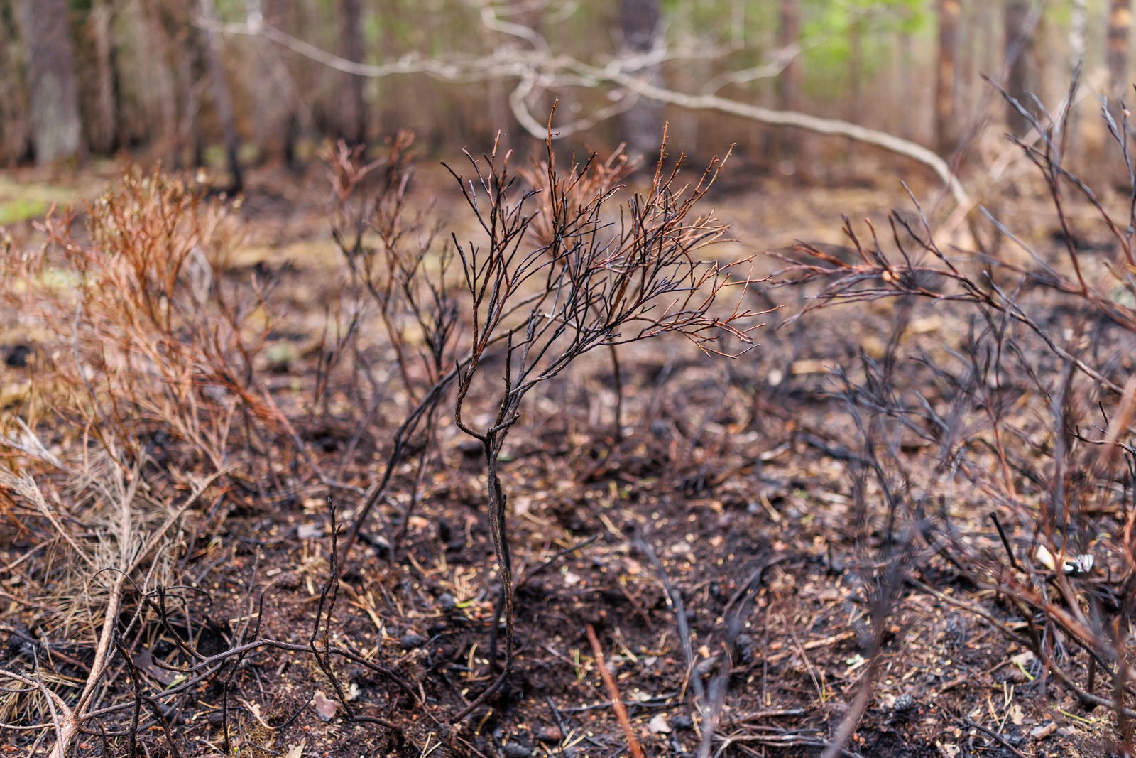 Die Waldbrandgefahr ist trotz des Regens der vergangenen Tage im Saarland nach wie vor hoch. (Symbolbild)