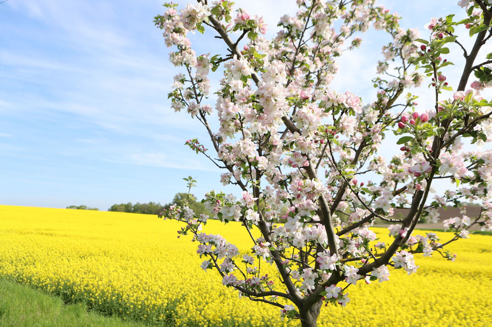 In den kommenden Tagen soll es besonders schönes Wetter geben. (Symbolbild)