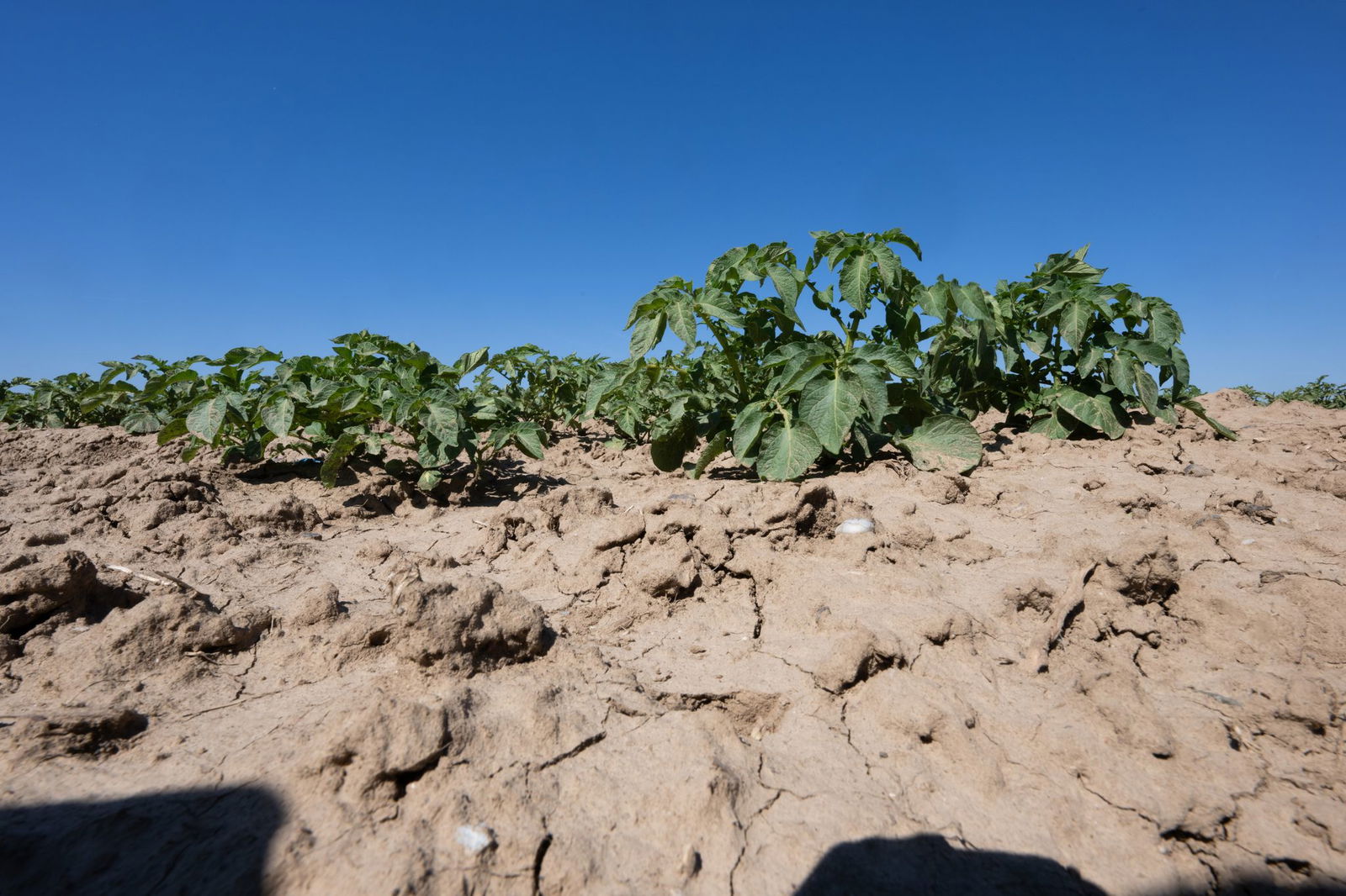 Die anhaltende Trockenheit macht der Landwirtschaft zu schaffen. (Symbolbild)