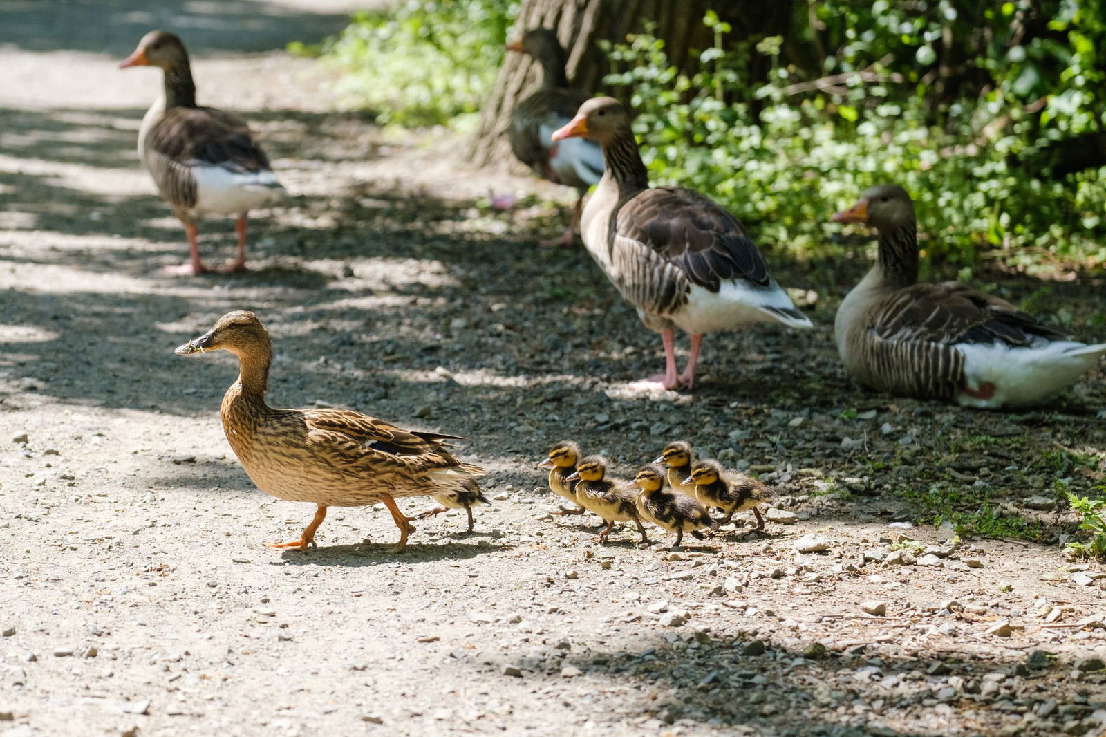 Der Mama hinterher - auf sie sind Küken als Nestflüchter angewiesen. (Archivbild)