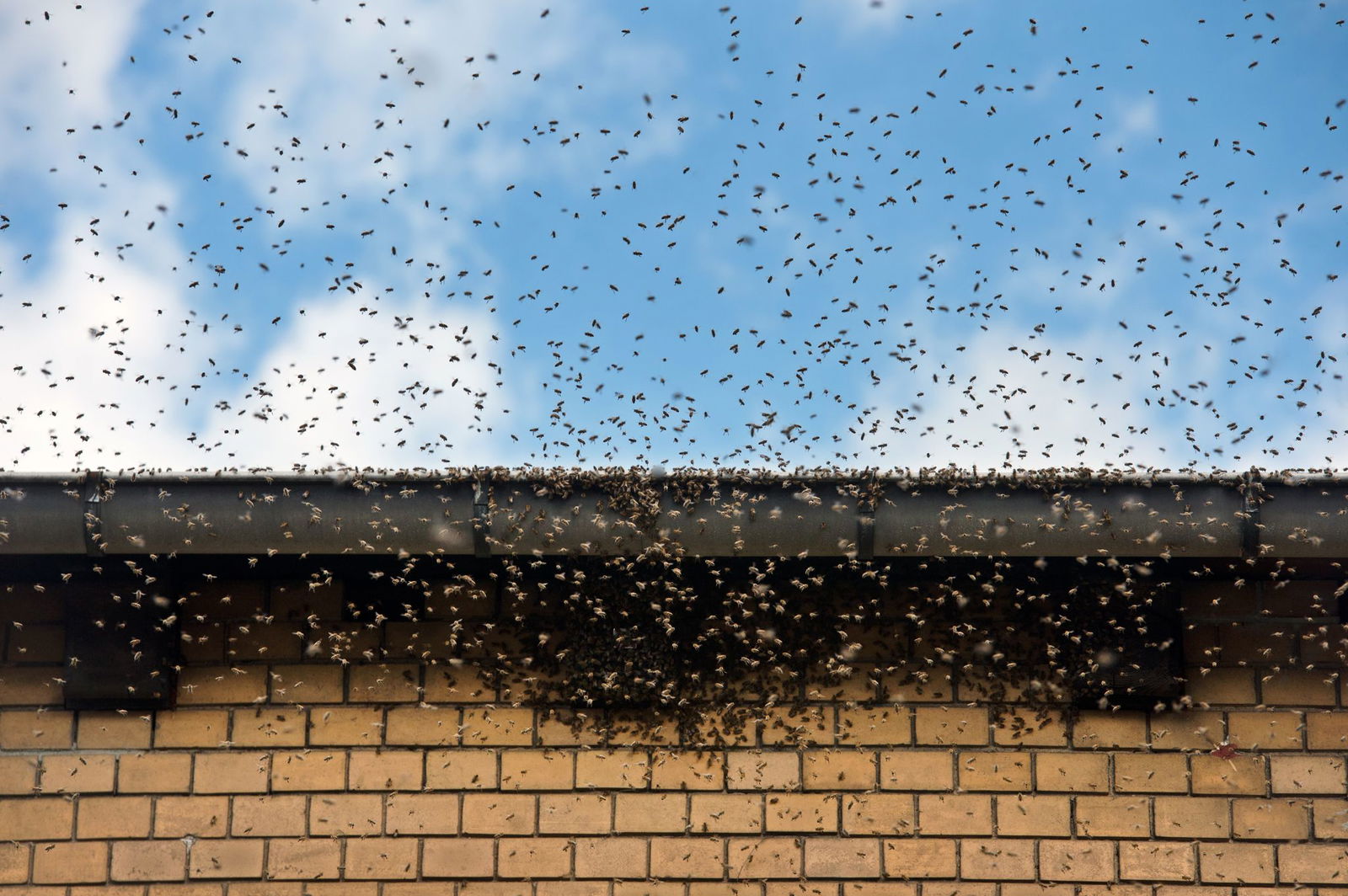 Bienen sind gerne in großer Zahl unterwegs - auch in Städten. (Symbolbild)