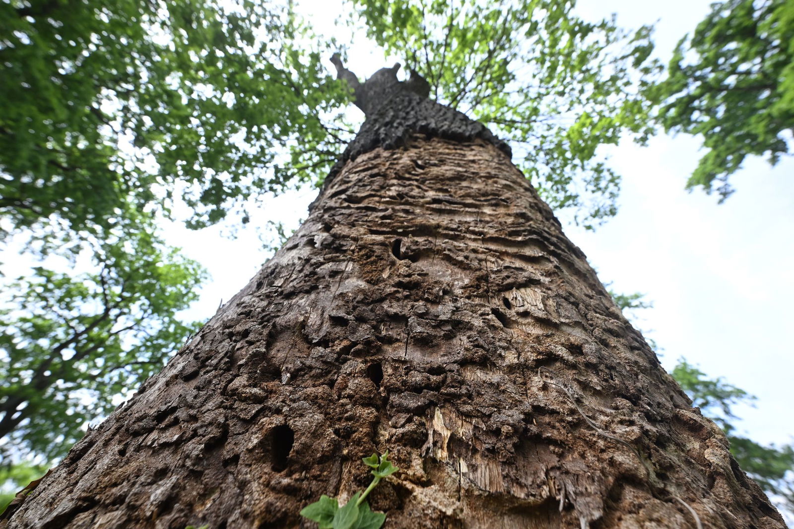Am unteren Teil des Stammes ist die Rinde der Eiche schon abgeblättert.