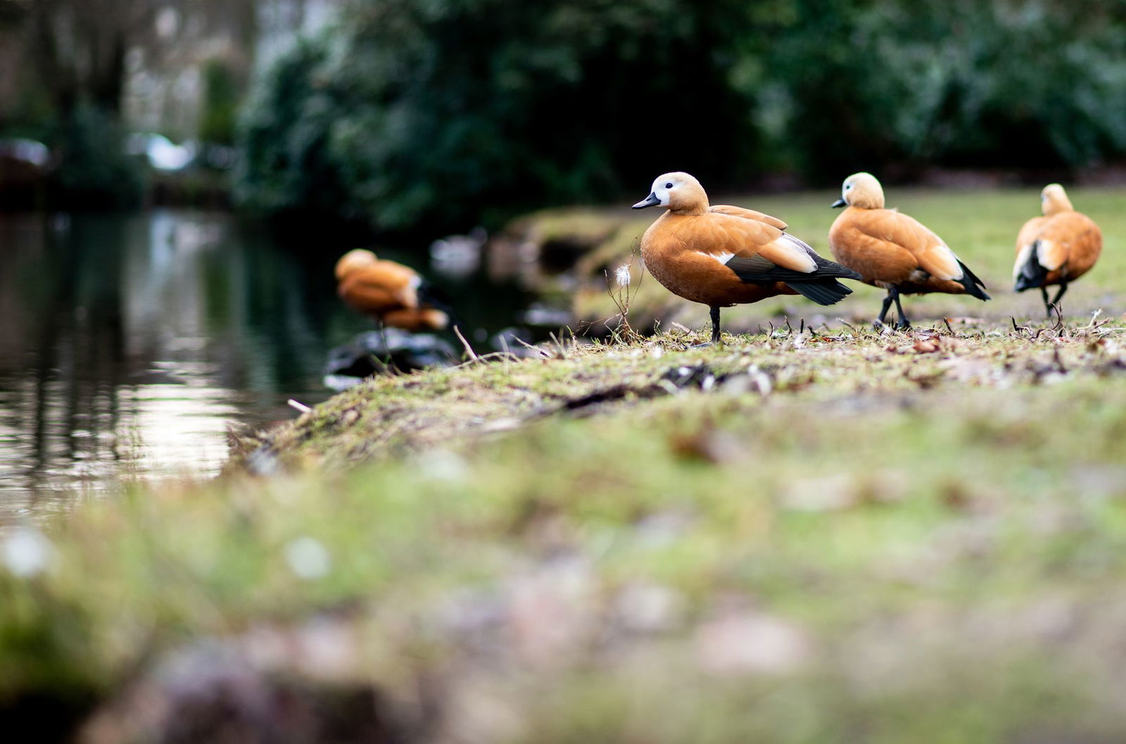 Mit Keschern und Haustierboxen sammeln die Anwohner die Gänse ein. (Symbolbild)