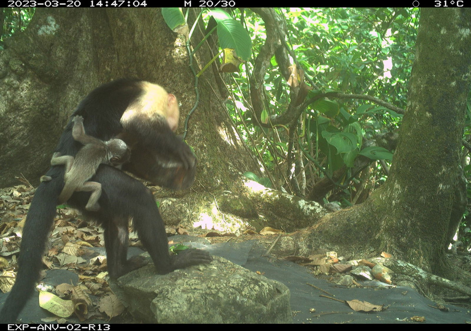 Männchen einer Kapuzineraffen-Gruppe verschleppen kleine Brüllaffen und tragen sie mit sich herum.