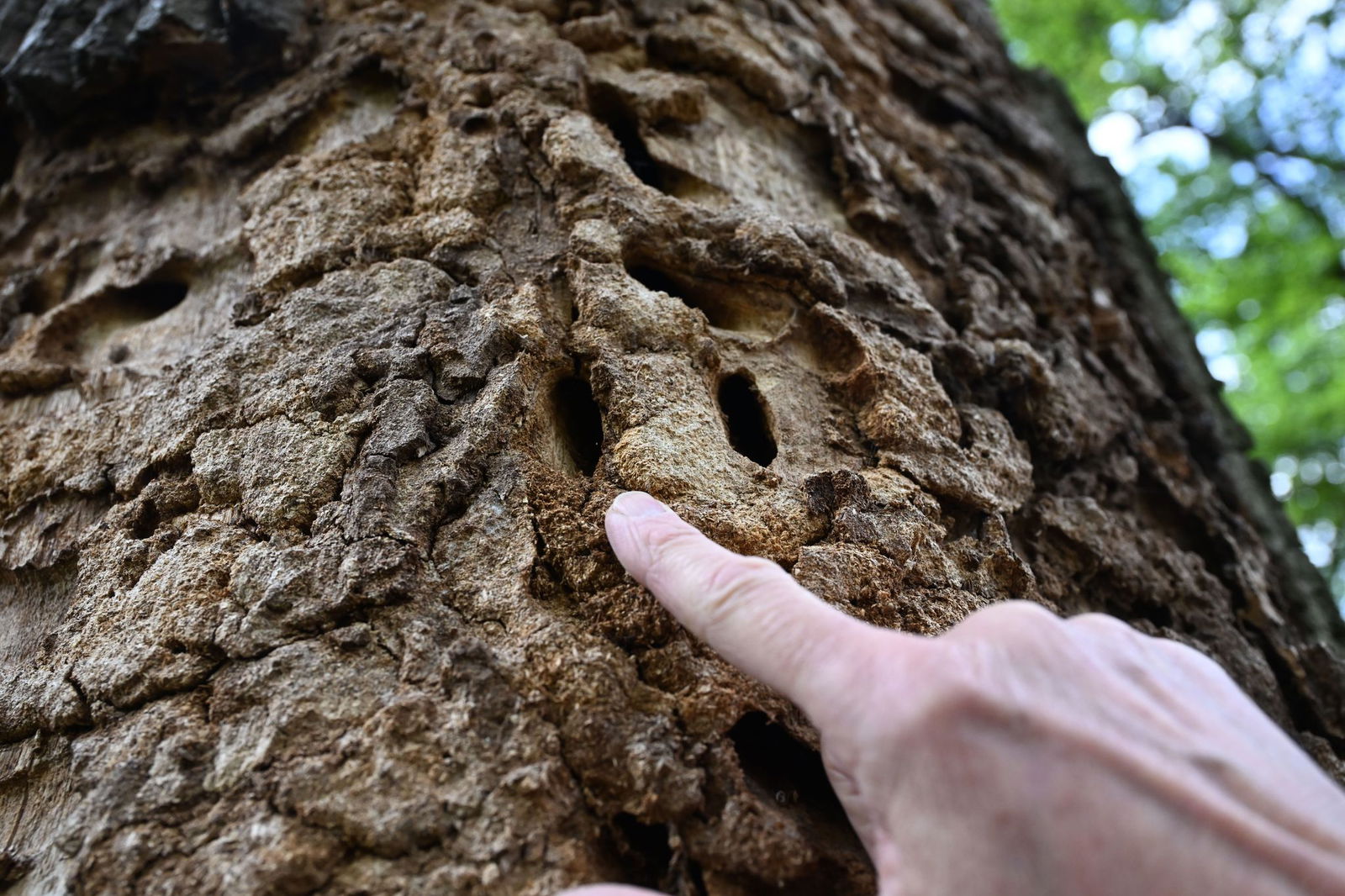 Die Larven hinterlassen Löcher, in die weit mehr als ein Finger passt.