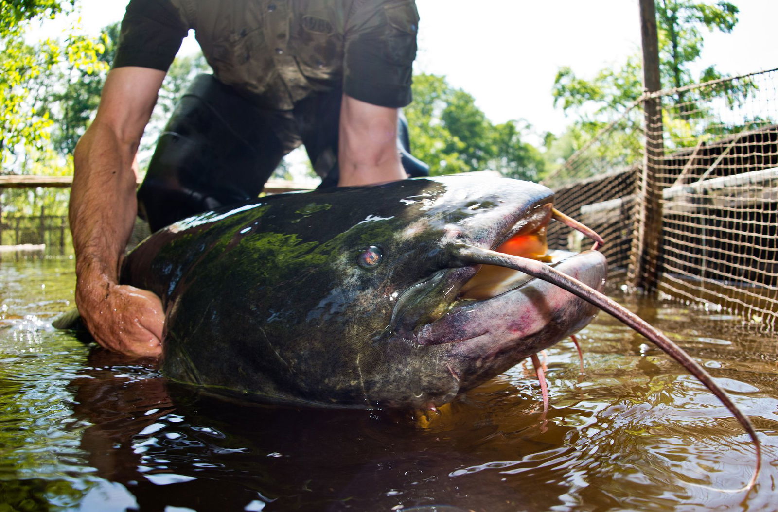Ein Riesenwels ähnlich wie dieser hat in Bayern fünf Badegäste verletzt. (Symbolbild)