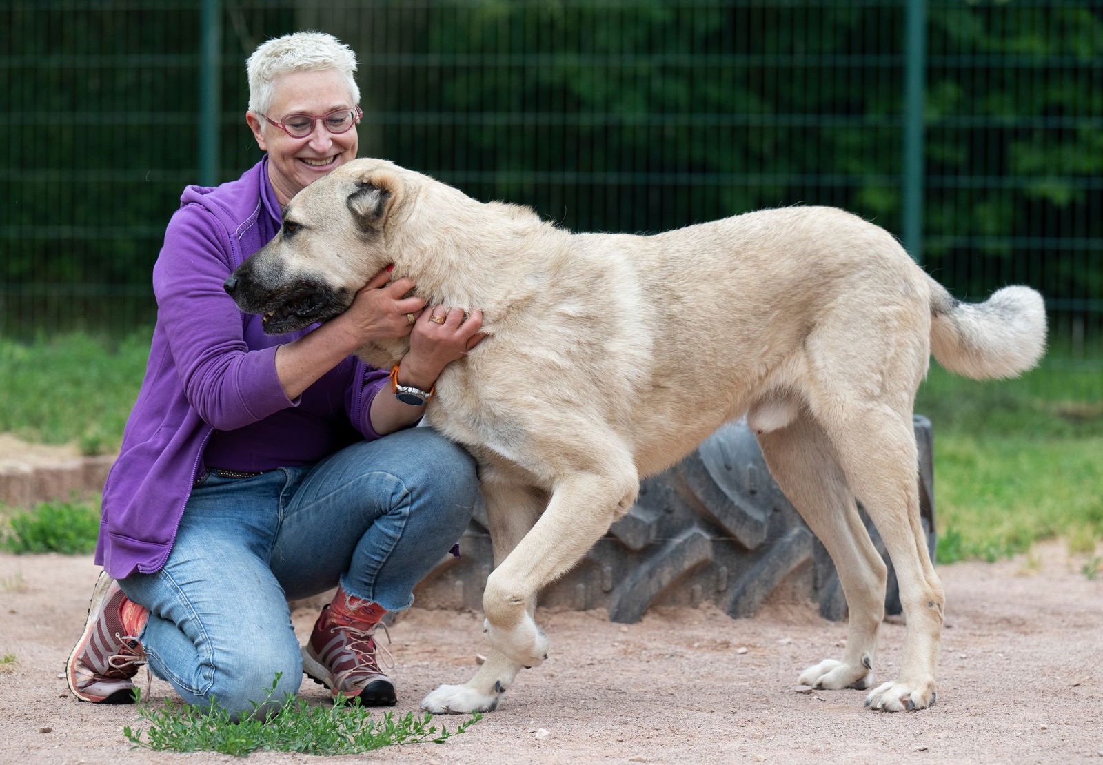Regelrecht «menschensüchtig» ist Kaamyaar, ein Kangal-Mix, sagt Vereinsgründerin Mirjam Cordt. 