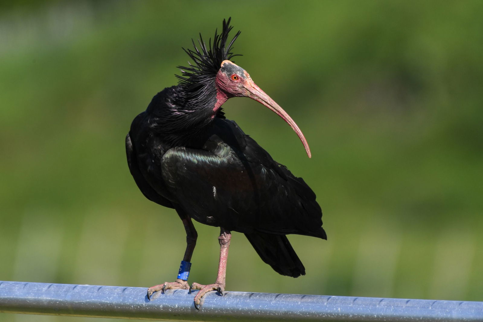 Ein junges Waldrapp-Weibchen kommt zum Bodensee zurück.