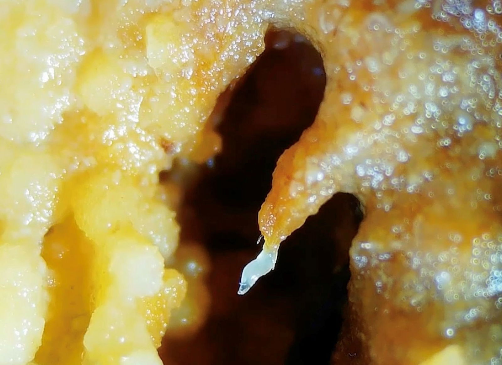 Fadenwürmer bilden zusammen einen Turm aus ihren Körpern.