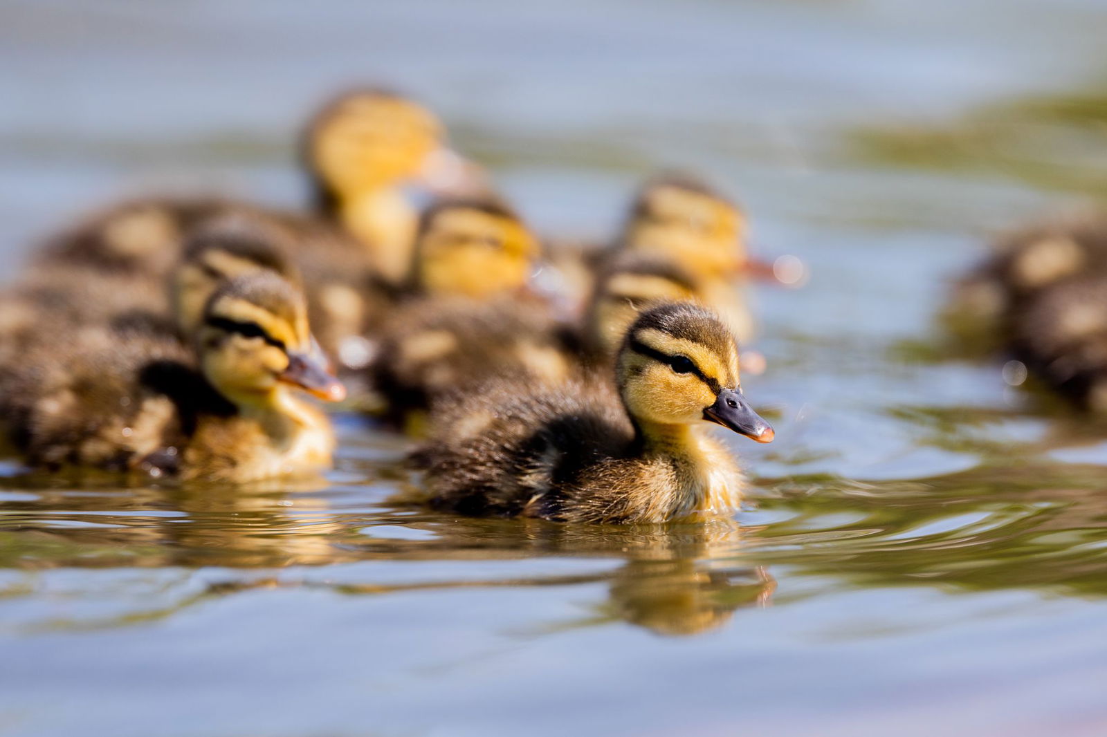Die Jungtiere konnten nach der Rettungsaktion in einem Teich mit ihrer Mutter wiedervereint werden. (Symbolbild)