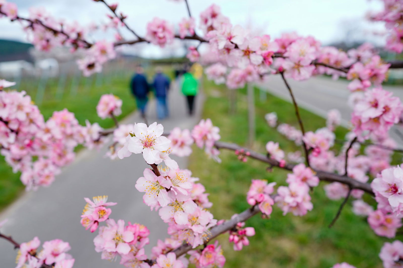 Seit mehreren Wochen zerstören unbekannte viele Bäume am Kappelberg. (Symbolbild)