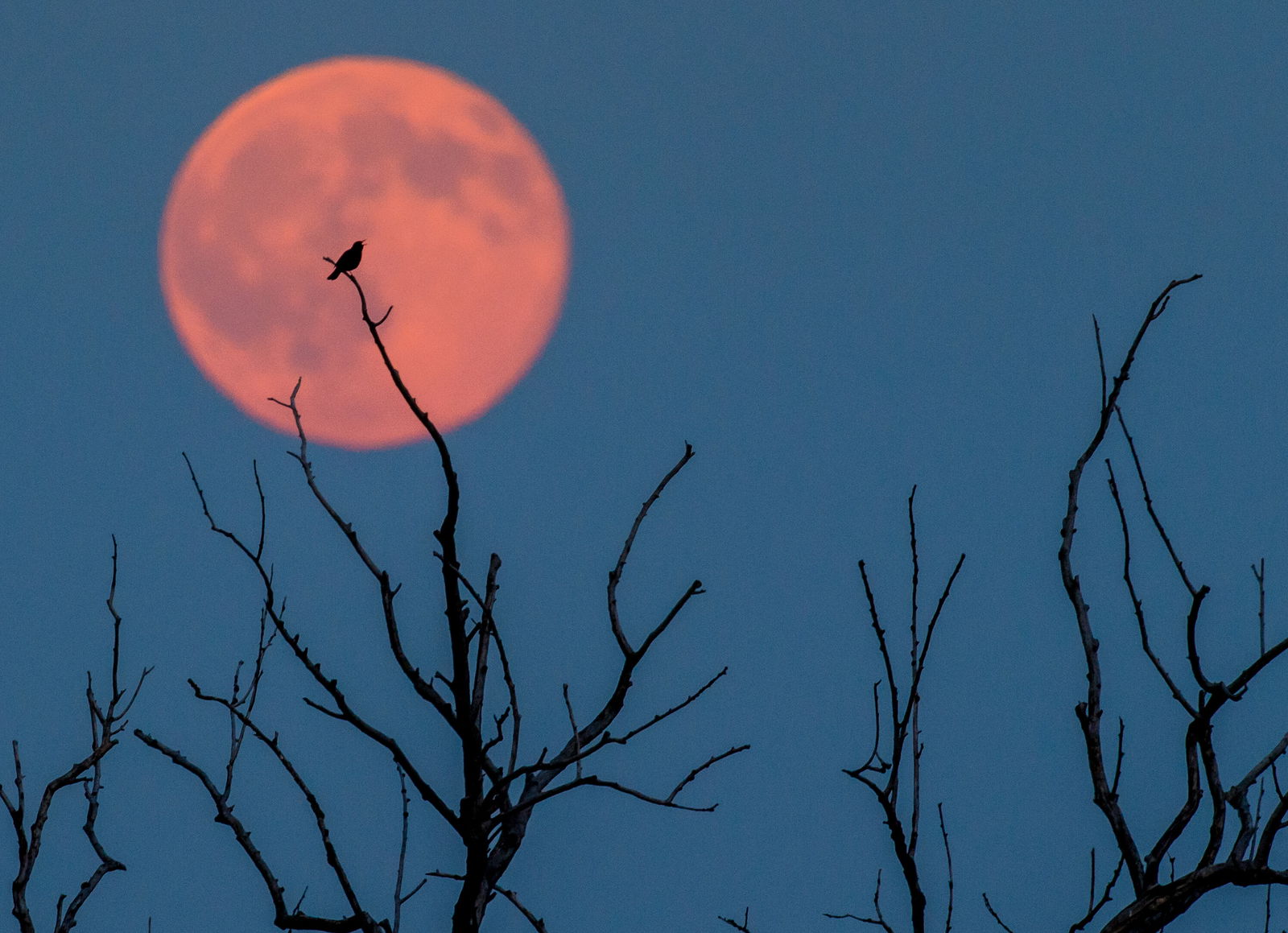 Vogel sitzt auf einem Ast, im Hintergrund ist der Erdbeermond zu sehen