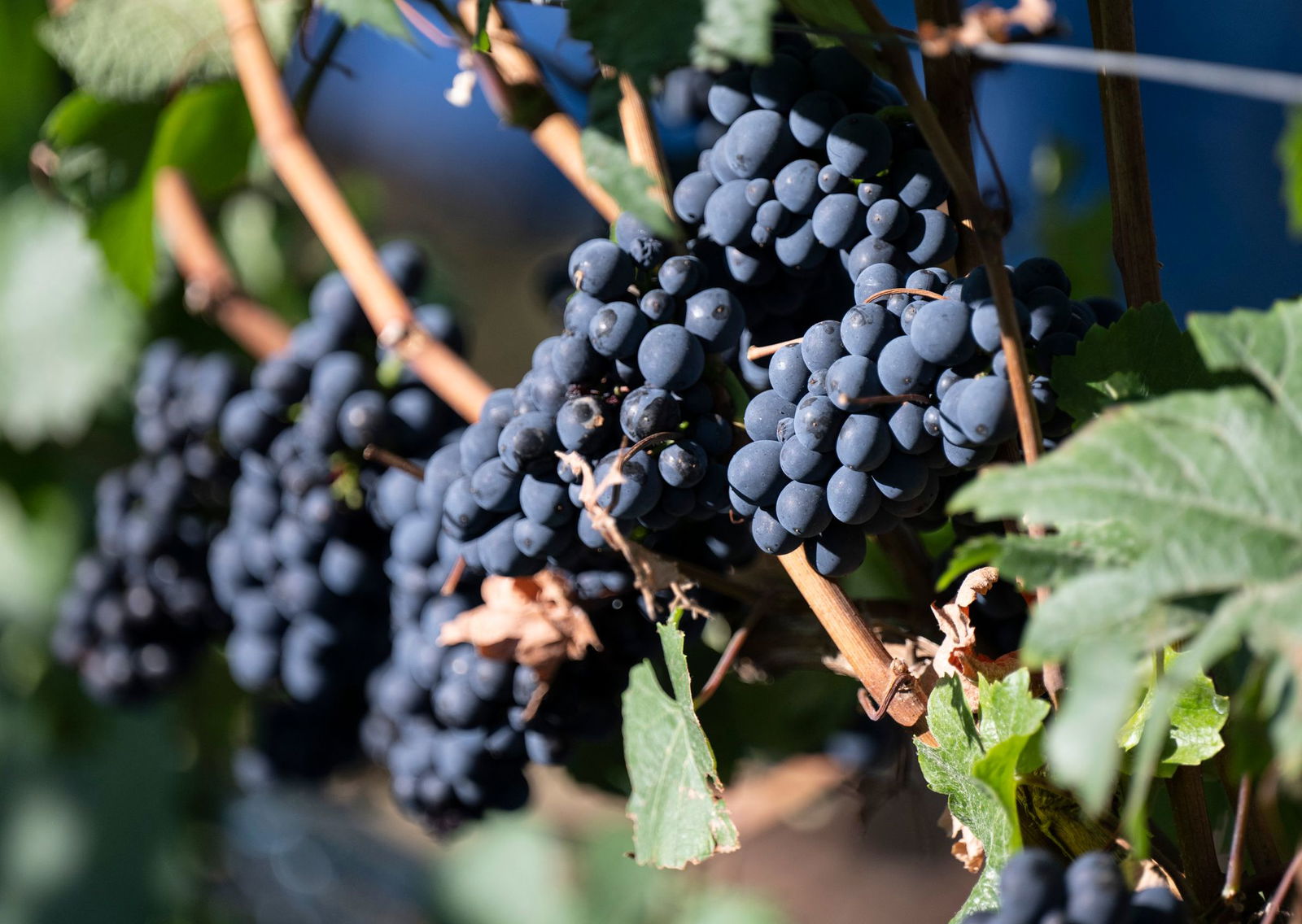 Die Ahr ist bekannt für Rotweine (Archivbild)